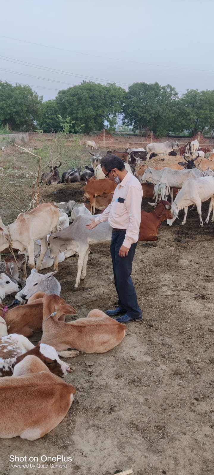 Cow Shelter